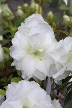 White Rosebud Azalea - 1 Gallon Pot -Leafy Joy Shop Azalea White Rosebud 4