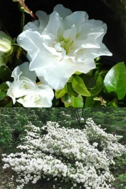 White Rosebud Azalea - 1 Gallon Pot -Leafy Joy Shop Azalea White Rosebud 5