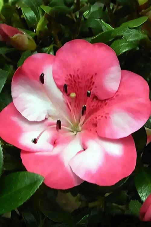 Kobai #2 Azalea - 1 Gallon Pot 3 Kobai #2 Azalea - 1 Gallon Pot