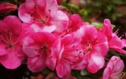 Kobai #2 Azalea - 3 Gallon Pot -Leafy Joy Shop Azalea kobai 2 2