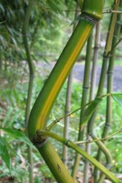 Yellow Groove Bamboo (Phyllostachys Aureosulcata) - 3 Gallon Pot (2-4') -Leafy Joy Shop Bamboo Yellow Groove 11