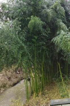 Yellow Groove Bamboo (Phyllostachys Aureosulcata) - 3 Gallon Pot (2-4') -Leafy Joy Shop Bamboo Yellow Groove 13