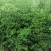Yellow Groove Bamboo (Phyllostachys Aureosulcata) - 3 Gallon Pot (2-4') -Leafy Joy Shop Bamboo Yellow Groove 500x750 1