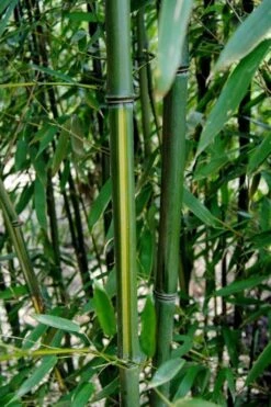 Yellow Groove Bamboo (Phyllostachys Aureosulcata) - 3 Gallon Pot (2-4') -Leafy Joy Shop Bamboo Yellow Groove 9