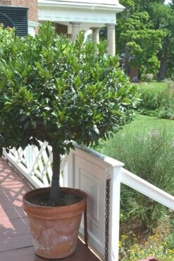 Bay Laurel (Sweet Bay) - Laurus Nobilis - 1 Gallon Pot -Leafy Joy Shop Bay Laurel 10