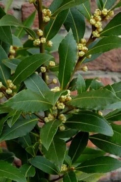 Bay Laurel (Sweet Bay) - Laurus Nobilis - 1 Gallon Pot -Leafy Joy Shop Bay Laurel 2