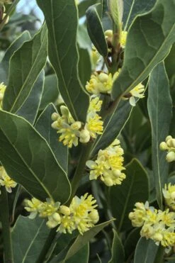 Bay Laurel (Sweet Bay) - Laurus Nobilis - 1 Gallon Pot -Leafy Joy Shop Bay Laurel 3
