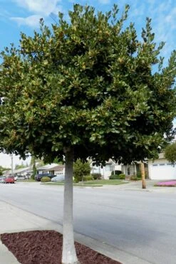 Bay Laurel (Sweet Bay) - Laurus Nobilis - 1 Gallon Pot -Leafy Joy Shop Bay Laurel 5