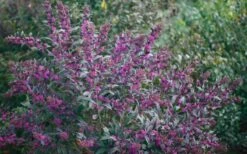 Pearl Glam Beautyberry - Callicarpa - 3 Gallon Pot -Leafy Joy Shop Beautyberry Pearl Glam 2 1