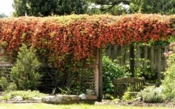 Jekyll Orange Crossvine - Bignonia Capreolata - 2 Gallon Pot -Leafy Joy Shop Bignonia Crossvine Jekyll On Arbor 2