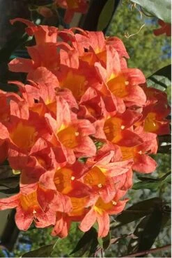 Jekyll Orange Crossvine - Bignonia Capreolata - 2 Gallon Pot -Leafy Joy Shop Bignonia Jekyll 7