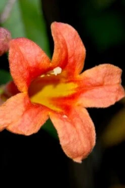 Jekyll Orange Crossvine - Bignonia Capreolata - 2 Gallon Pot -Leafy Joy Shop Bignonia Jekyll orange 21