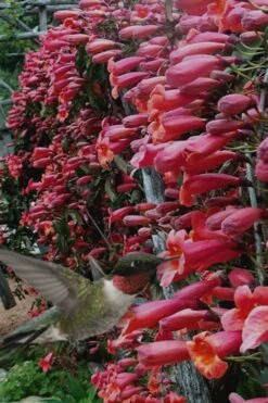 Shalimar Red Crossvine - Bignonia Capreolata - 2 Gallon Pot 12 Shalimar Red Crossvine - Bignonia Capreolata - 2 Gallon Pot -Leafy Joy Shop Bignonia Shalimar Red 20