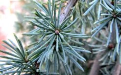 Horstmann Dwarf Blue Atlas Cedar - 3 Gallon Pot 9 Horstmann Dwarf Blue Atlas Cedar - 3 Gallon Pot -Leafy Joy Shop Blue Atlas Cedar Needles Foliage leaves