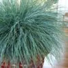 Beyond Blue Festuca (Fescue) - 3 Pack Of Quart Pots -Leafy Joy Shop Blue Fescue Beyond Blue 20