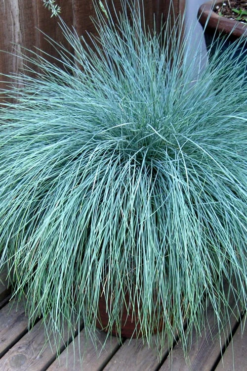 Beyond Blue Festuca (Fescue) - 3 Pack Of Quart Pots 7 Beyond Blue Festuca (Fescue) - 3 Pack Of Quart Pots - Image 5