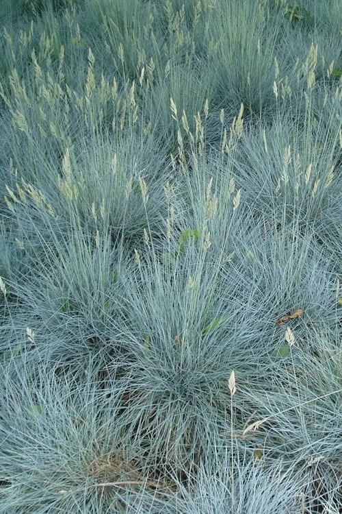 Beyond Blue Festuca (Fescue) - 3 Pack Of Quart Pots 8 Beyond Blue Festuca (Fescue) - 3 Pack Of Quart Pots - Image 6