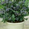 Top Hat Dwarf Blueberry - 1 Gallon Pot -Leafy Joy Shop Blueberry Top Hat 1