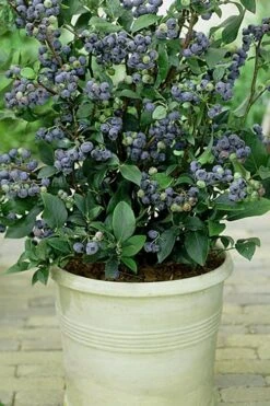 Top Hat Dwarf Blueberry - 1 Gallon Pot