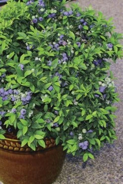 Top Hat Dwarf Blueberry - 1 Gallon Pot -Leafy Joy Shop Blueberry Top Hat 2