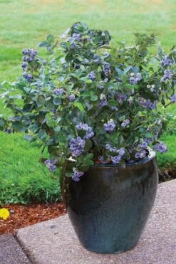 Top Hat Dwarf Blueberry - 1 Gallon Pot -Leafy Joy Shop Blueberry Top Hat 3