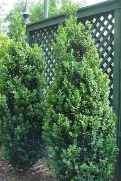 Dee Runk Columnar Boxwood - 3 Gallon Pot 9 Dee Runk Columnar Boxwood - 3 Gallon Pot -Leafy Joy Shop Boxwood Dee Runk 2 500x750 1
