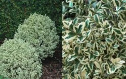 Dwarf Variegated Boxwood - 1 Gallon Pot -Leafy Joy Shop Boxwood Dwarf Variegated 50 1