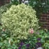 Dwarf Variegated Boxwood - 1 Gallon Pot 2 Dwarf Variegated Boxwood - 1 Gallon Pot -Leafy Joy Shop Boxwood Dwarf Variegated 500x750 2