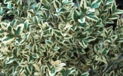 Dwarf Variegated Boxwood - 1 Gallon Pot -Leafy Joy Shop Boxwood Dwarf Variegated 51 1