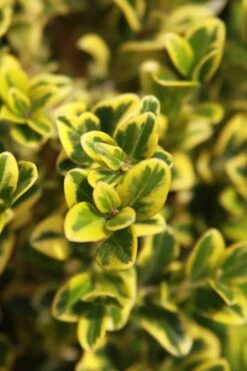 Golden Triumph Variegated Dwarf Boxwood - 3 Gallon Pot 13 Golden Triumph Variegated Dwarf Boxwood - 3 Gallon Pot -Leafy Joy Shop Boxwood Golden Triumph 3