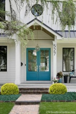 Golden Triumph Variegated Dwarf Boxwood - 3 Gallon Pot 12 Golden Triumph Variegated Dwarf Boxwood - 3 Gallon Pot -Leafy Joy Shop Boxwood Golden Triumph 7