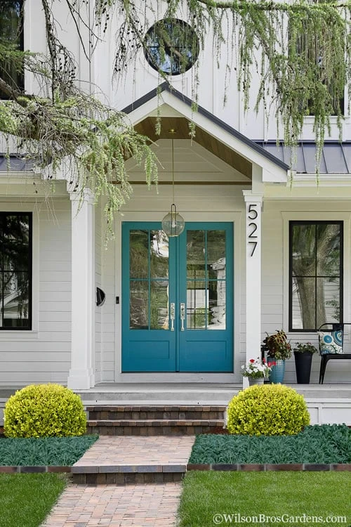 Golden Triumph Variegated Dwarf Boxwood - 3 Gallon Pot 7 Golden Triumph Variegated Dwarf Boxwood - 3 Gallon Pot - Image 5