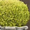 Golden Triumph Variegated Dwarf Boxwood - 3 Gallon Pot -Leafy Joy Shop Boxwood Golden Triumph 9