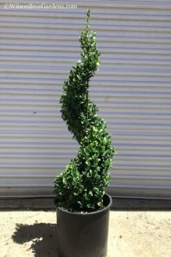 Common Boxwood Spiral Topiary - 5 Gallon Pot -Leafy Joy Shop Boxwood Green Mountain Spiral 1