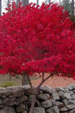 Burning Bush Tree (Single Trunk) - 3 Gallon Pot 11 Burning Bush Tree (Single Trunk) - 3 Gallon Pot -Leafy Joy Shop Burning Bush Tree 1