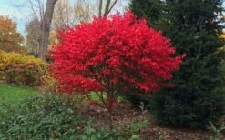 Burning Bush Tree (Single Trunk) - 3 Gallon Pot 10 Burning Bush Tree (Single Trunk) - 3 Gallon Pot -Leafy Joy Shop Burning Bush Tree 2