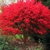 Burning Bush Tree (Single Trunk) - 3 Gallon Pot 1 Burning Bush Tree (Single Trunk) - 3 Gallon Pot -Leafy Joy Shop Burning Bush Tree 6