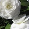 Alba Plena Camellia Japonica - 3 Gallon Pot 2 Alba Plena Camellia Japonica - 3 Gallon Pot -Leafy Joy Shop Camellia Alba Plena 500x750 1