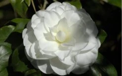 Alba Plena Camellia Japonica - 3 Gallon Pot -Leafy Joy Shop Camellia Alba Plena Flower Closeup 2