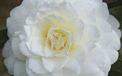Alba Plena Camellia Japonica - 3 Gallon Pot -Leafy Joy Shop Camellia Alba Plena Flower Closeup