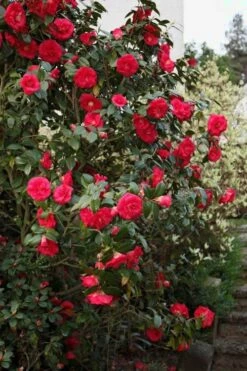 April Tryst Camellia Japonica - 7 Gallon Pot (3-4') 10 April Tryst Camellia Japonica - 7 Gallon Pot (3-4') -Leafy Joy Shop Camellia April Tryst 2