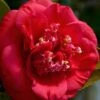 April Tryst Camellia Japonica - 7 Gallon Pot (3-4') -Leafy Joy Shop Camellia April Tryst 3