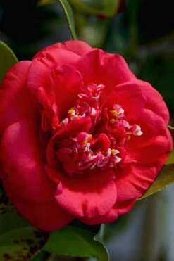 April Tryst Camellia Japonica - 7 Gallon Pot (3-4')