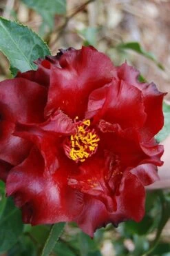 Black Magic Camellia Japonica - 3 Gallon Pot -Leafy Joy Shop Camellia Black Magic 2