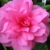 Chansonette Dwarf Weeping Camellia Sasanqua - 3 Gallon Pot -Leafy Joy Shop Camellia Chansonette 1