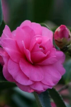 Chansonette Dwarf Weeping Camellia Sasanqua - 3 Gallon Pot -Leafy Joy Shop Camellia Chansonette 2