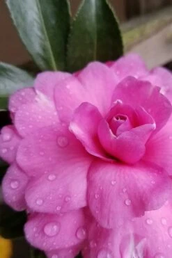 Chansonette Dwarf Weeping Camellia Sasanqua - 3 Gallon Pot -Leafy Joy Shop Camellia Chansonette 4