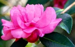 Chansonette Dwarf Weeping Camellia Sasanqua - 3 Gallon Pot -Leafy Joy Shop Camellia Chansonette 5