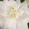 Diana Camellia Sasanqua - 1 Gallon Pot -Leafy Joy Shop Camellia Diana 500x750 1