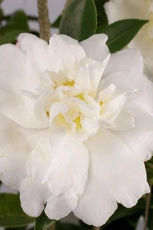 Diana Camellia Sasanqua - 1 Gallon Pot 3 Diana Camellia Sasanqua - 1 Gallon Pot